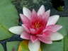 PICT0017a