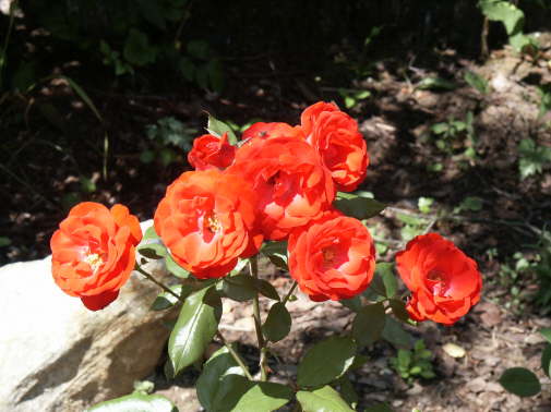 PICT00181