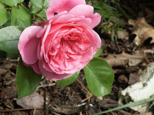 PICT0124