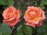 PICT0312