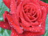 PICT0560