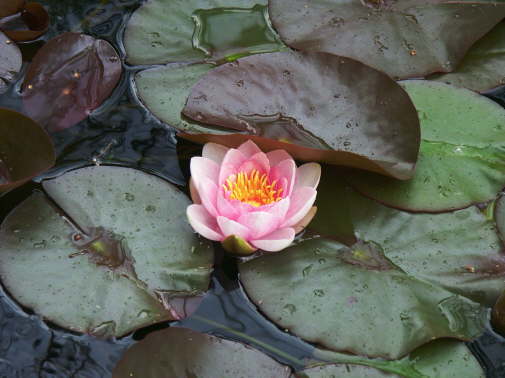 flwrsB0080